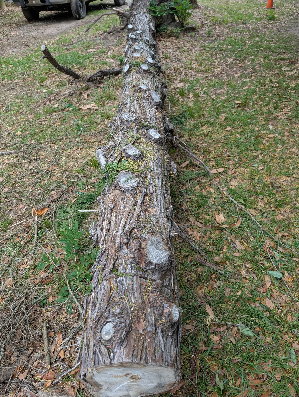Cypress