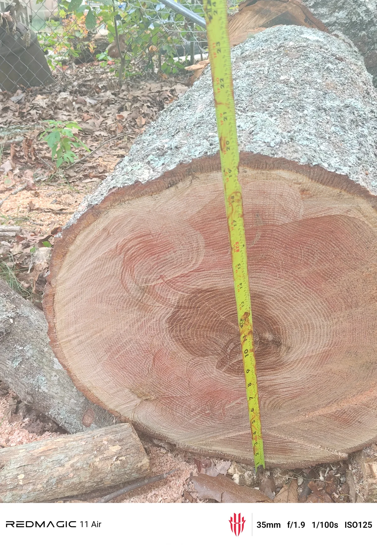 Red Oak