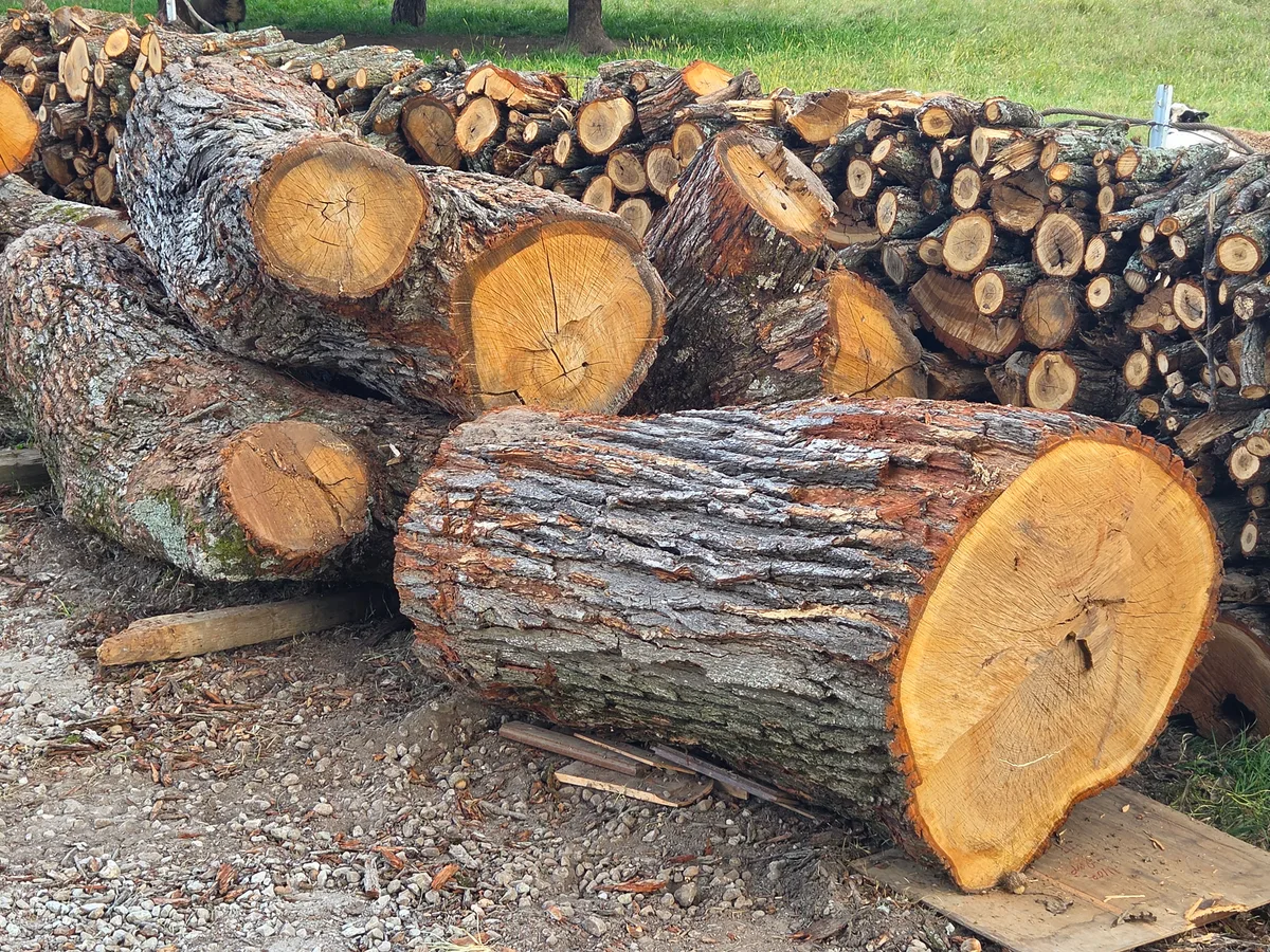 White Oak Logs for sale in IN