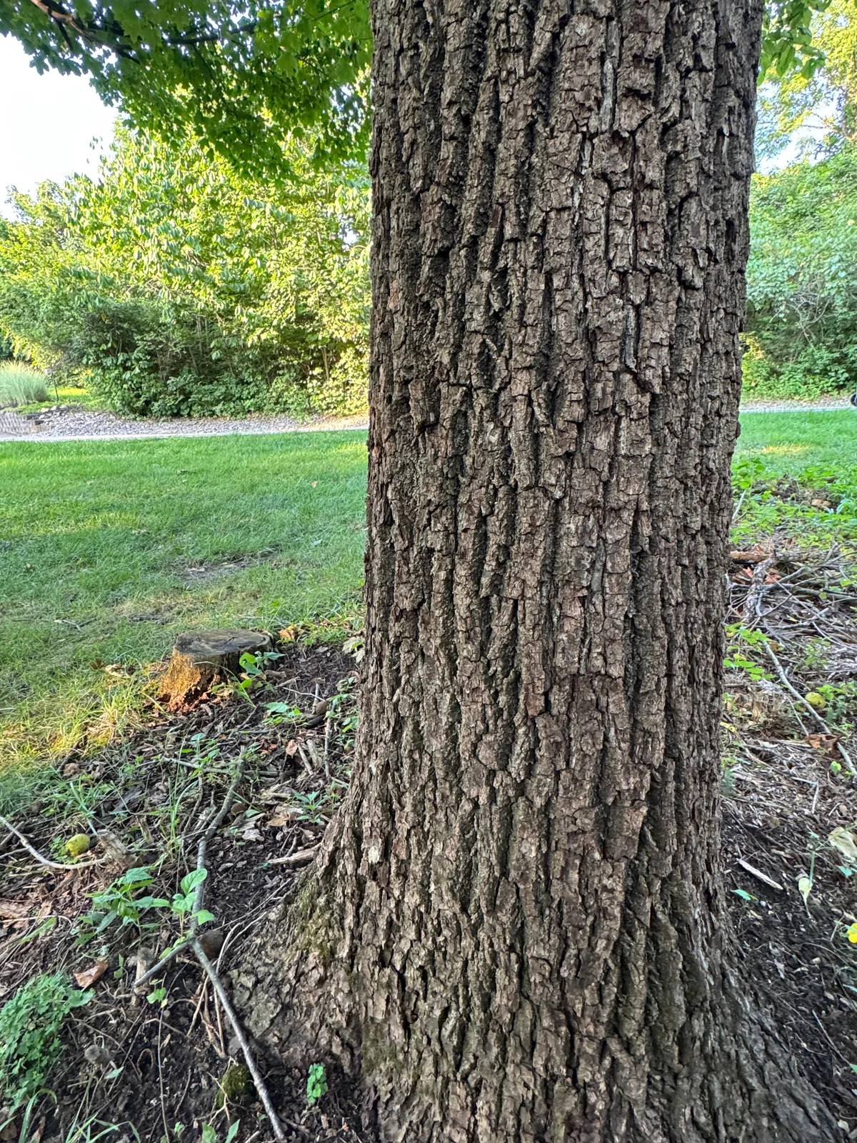 Walnut Logs for sale in OH