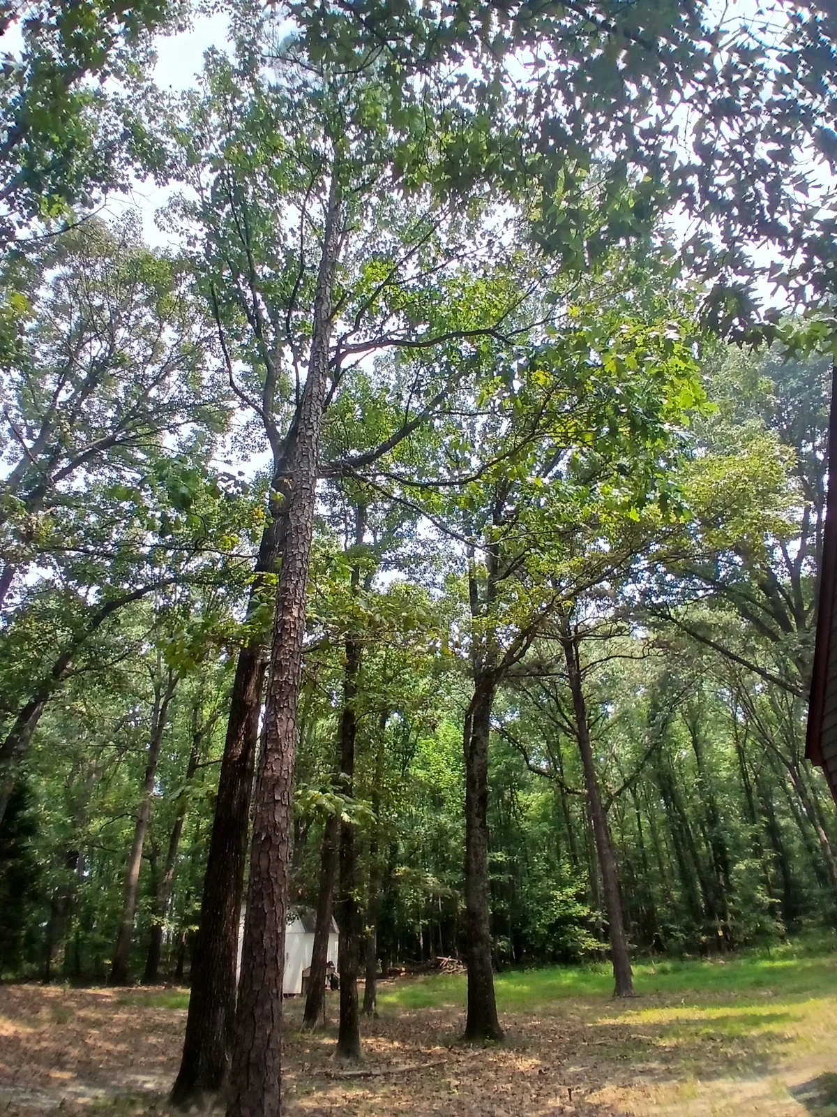 Mixed Hardwood