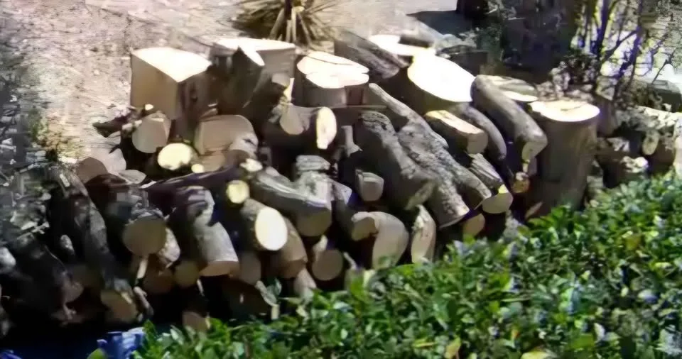 Ash Logs for sale in CA