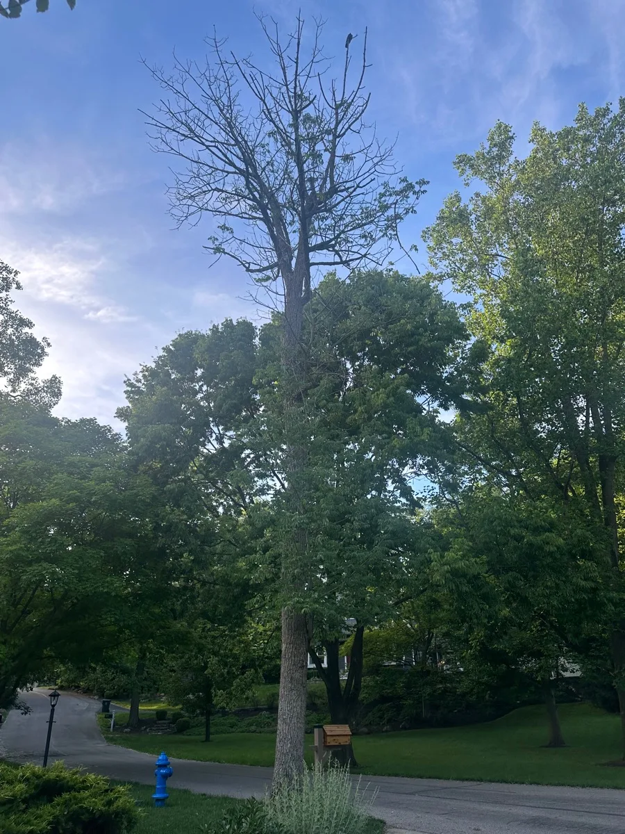 Ash Tree Logs for sale in OH