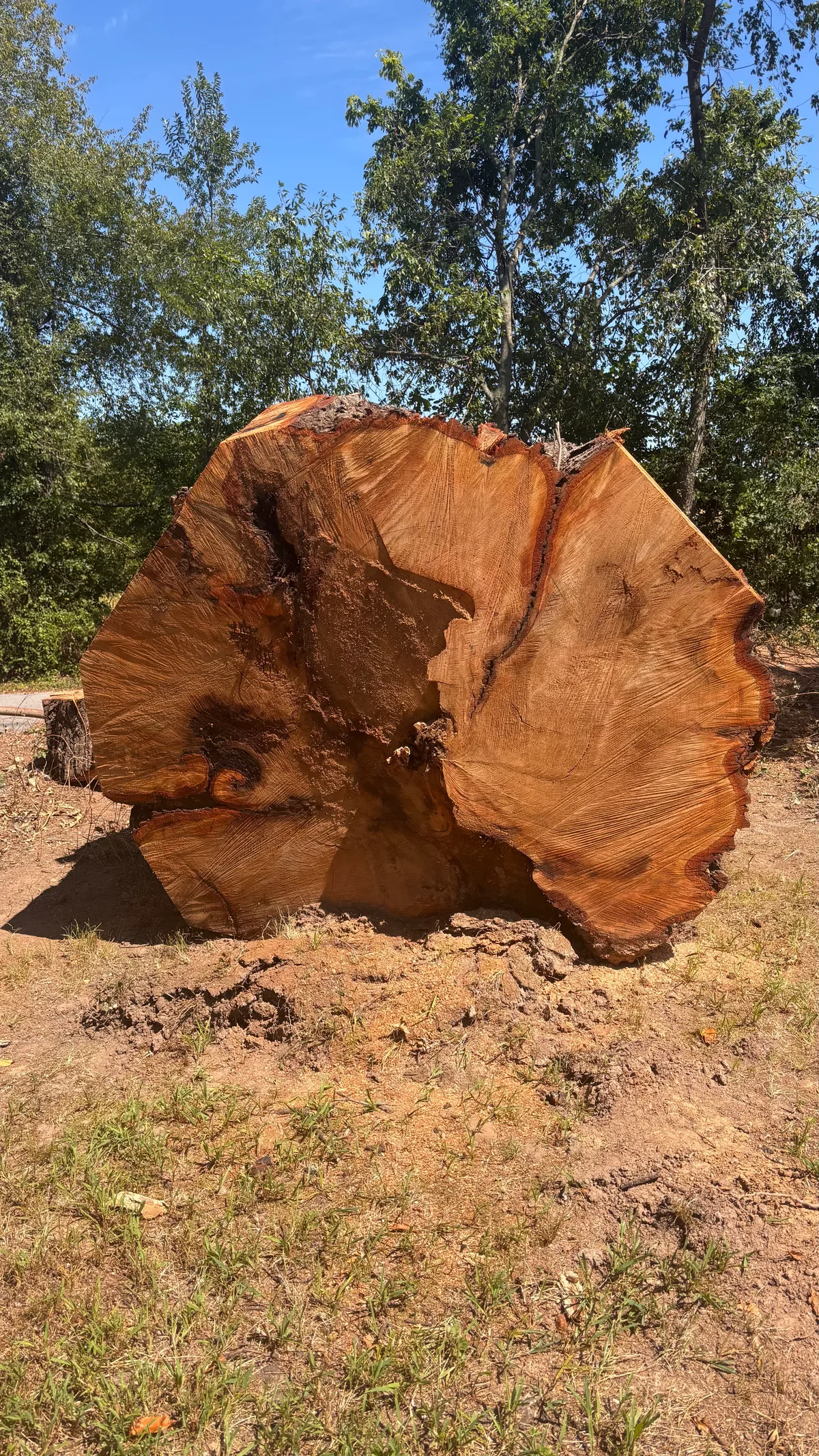 Red Oak
