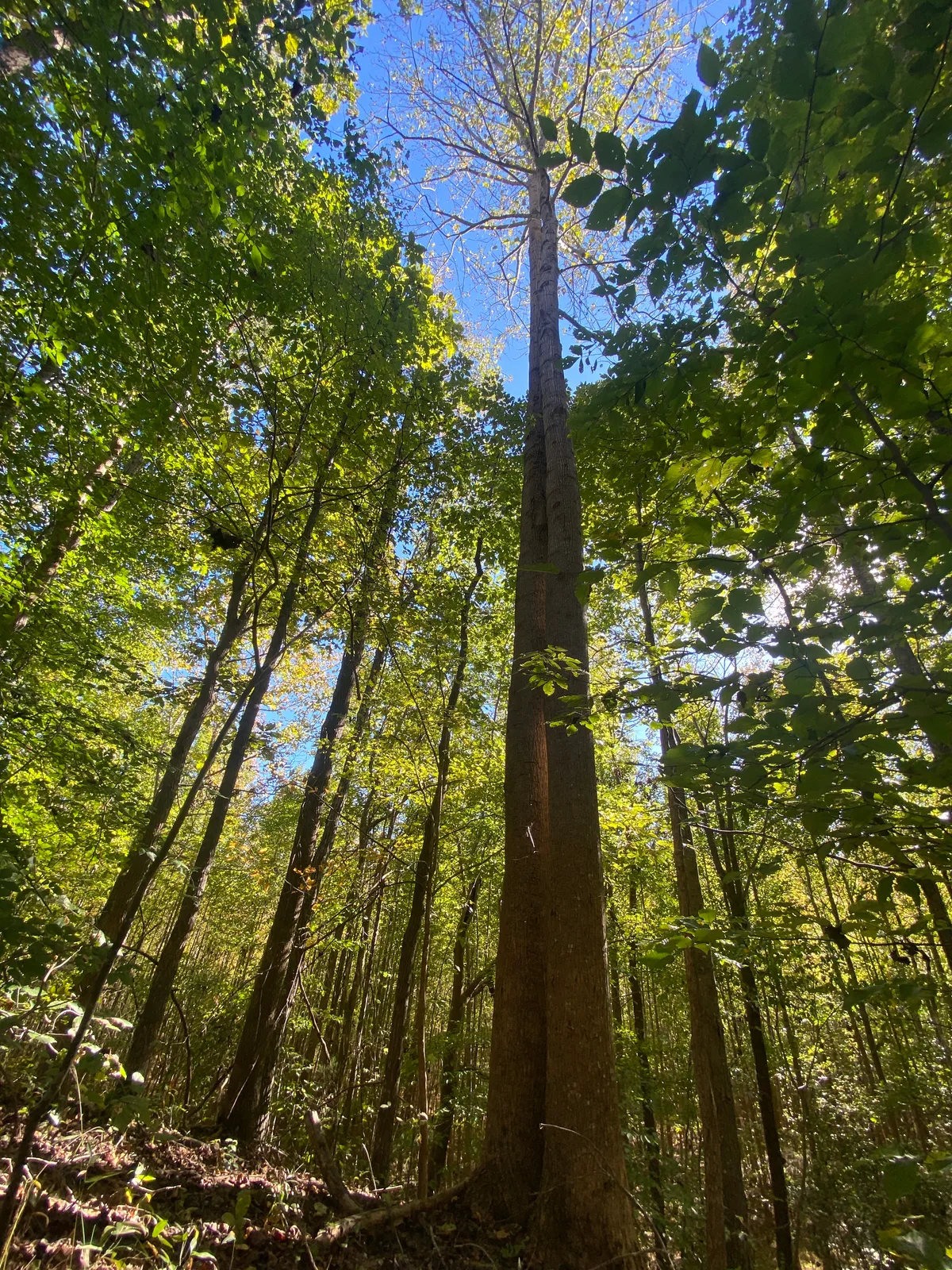 Mixed Hardwood