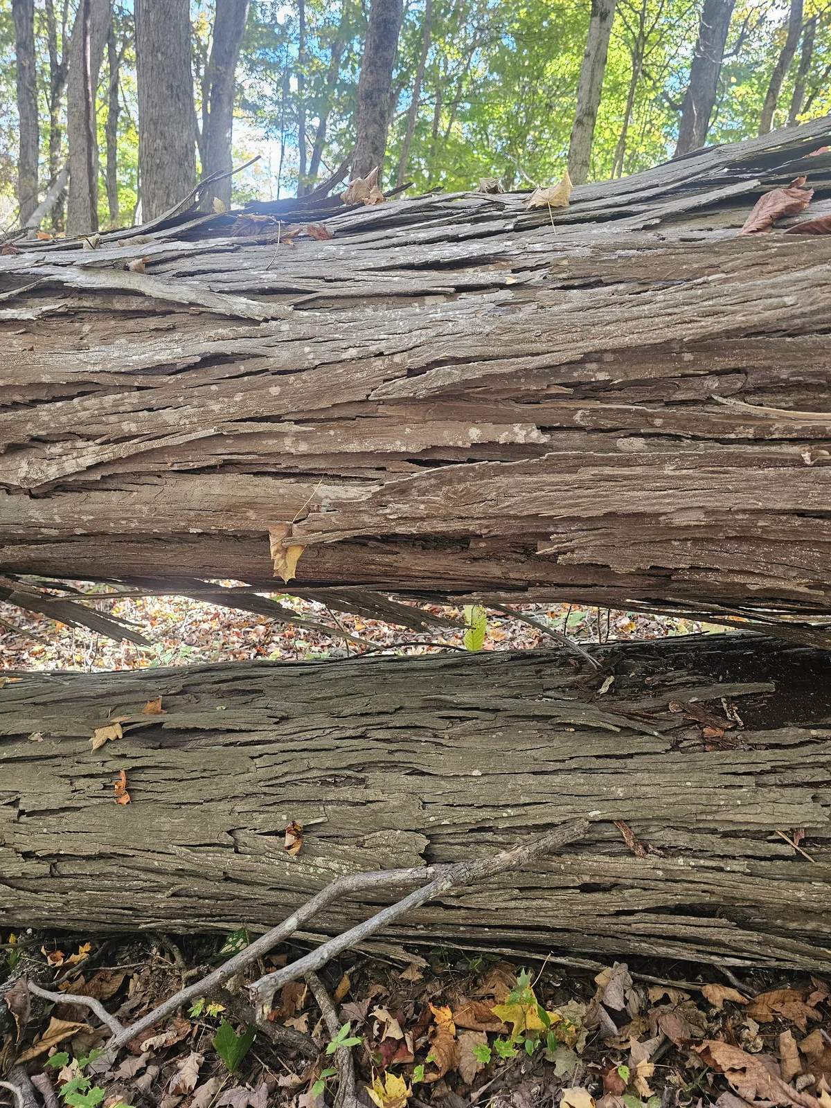 Shagbark Hickory