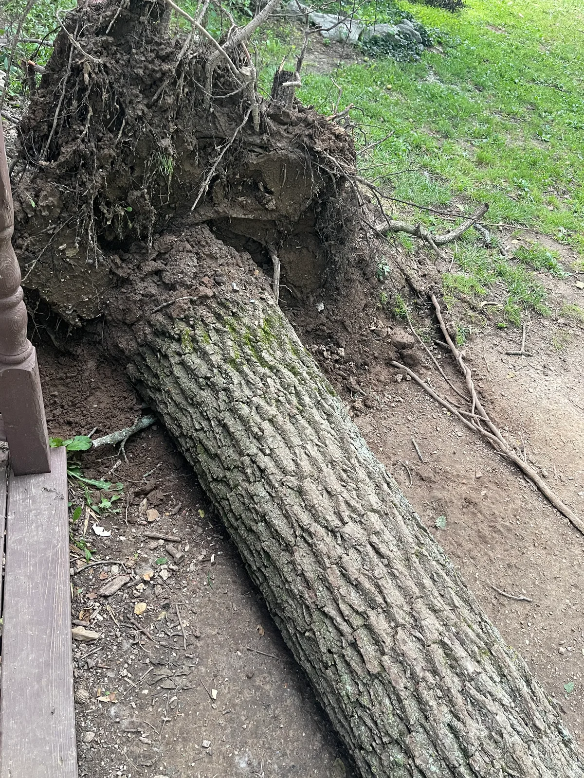 Walnut Logs for sale in MO