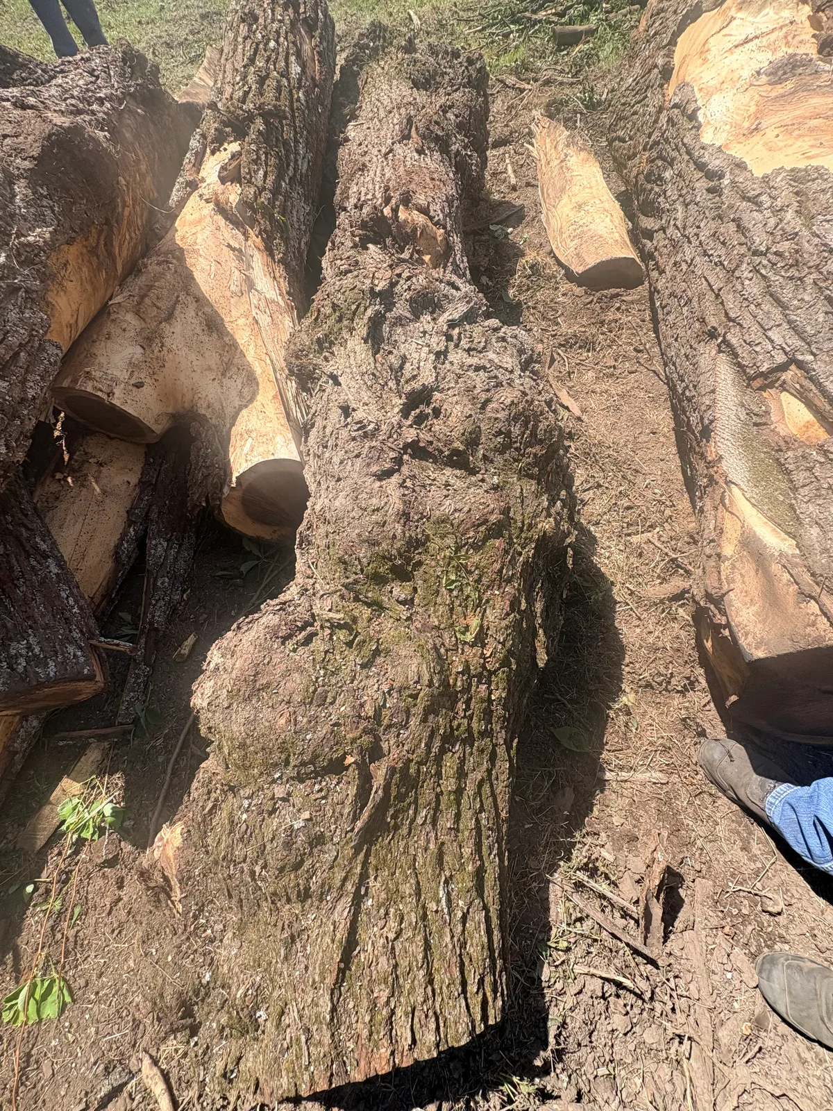 Black Walnut Logs for sale in NJ