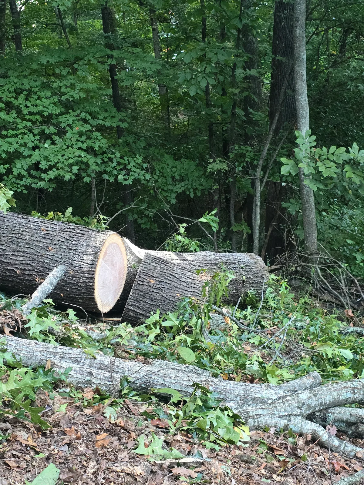 Red Oak