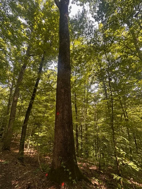 White Oak Veneer Logs for sale in TN