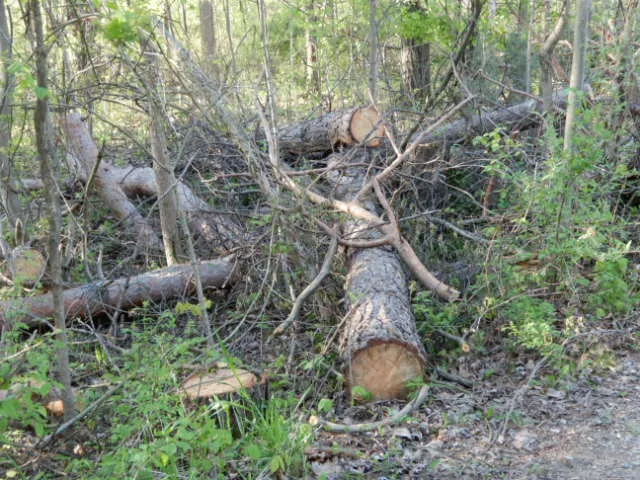 Pine Logs for sale in MI