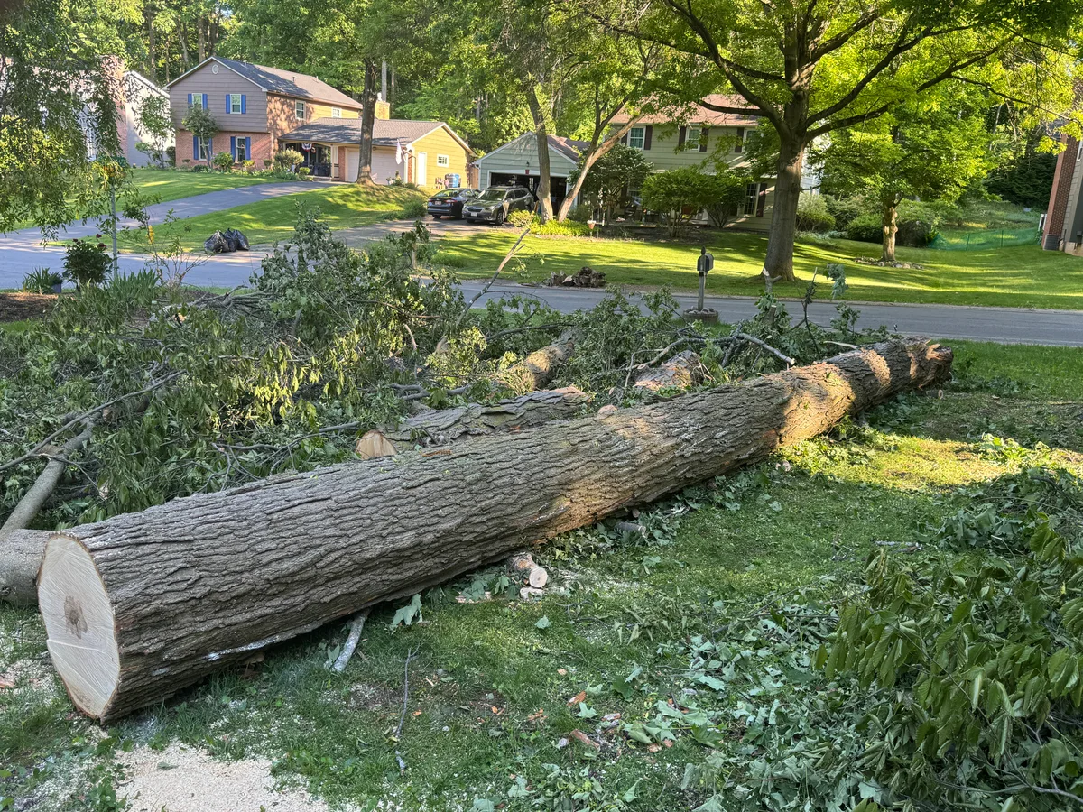 Maple Prime Logs for sale in NY