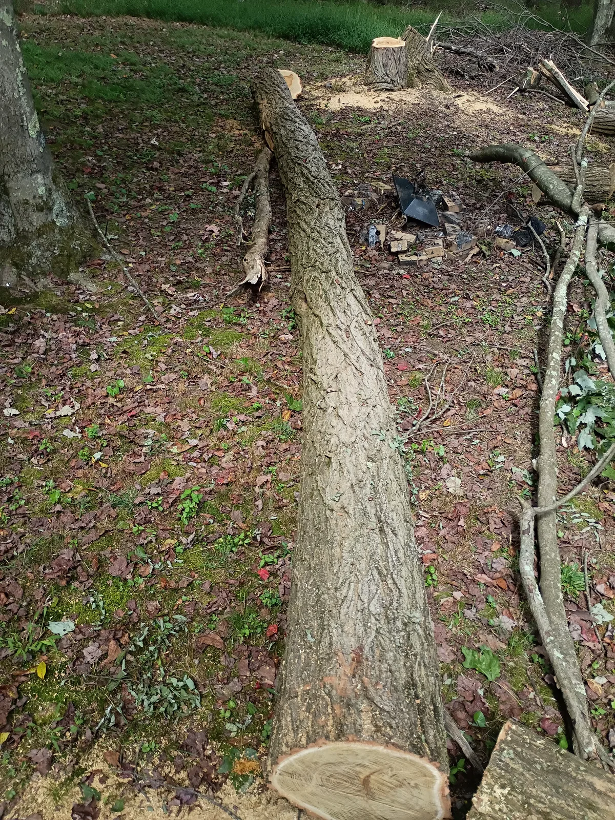 Black locust