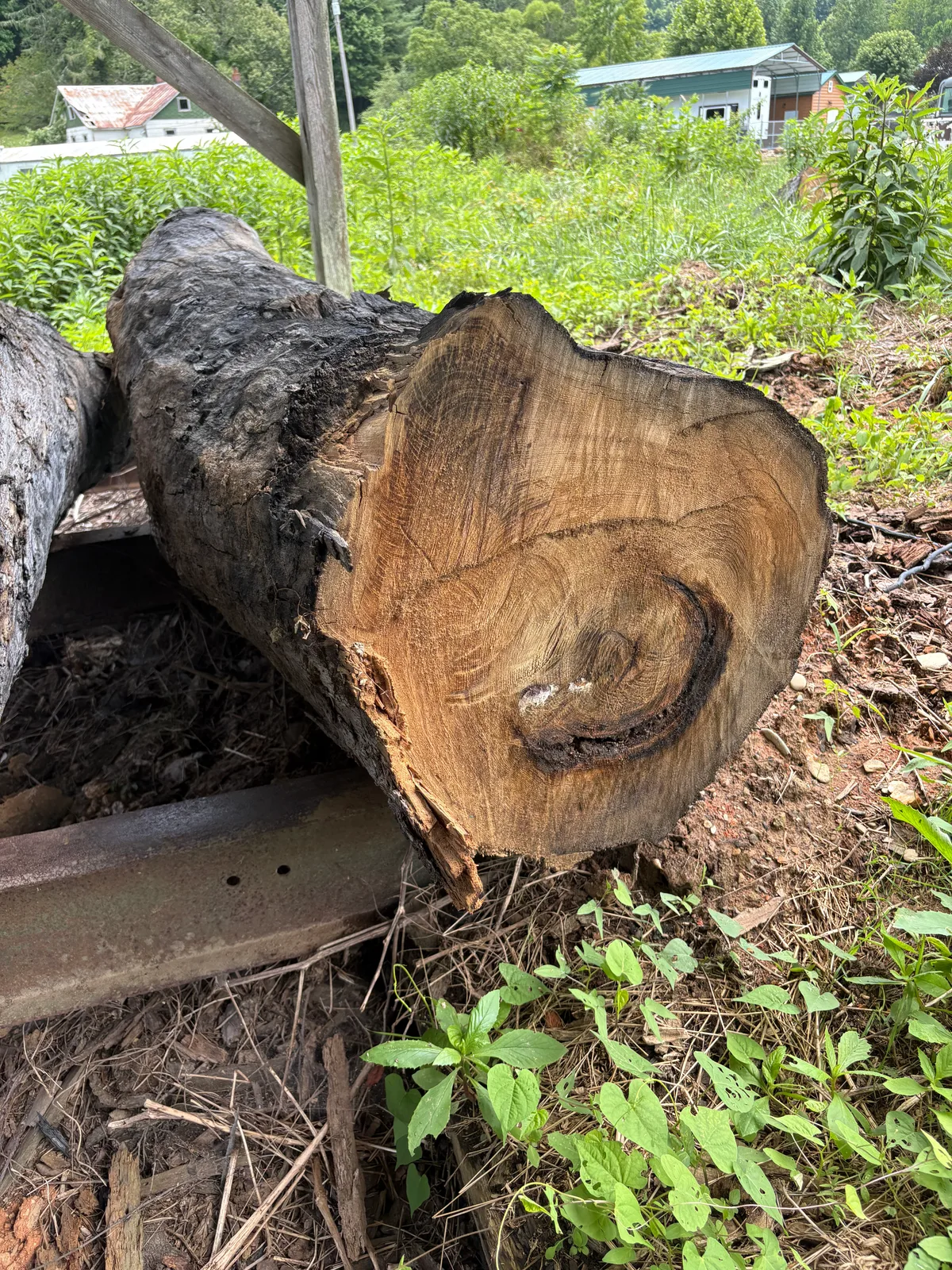 American chestnut