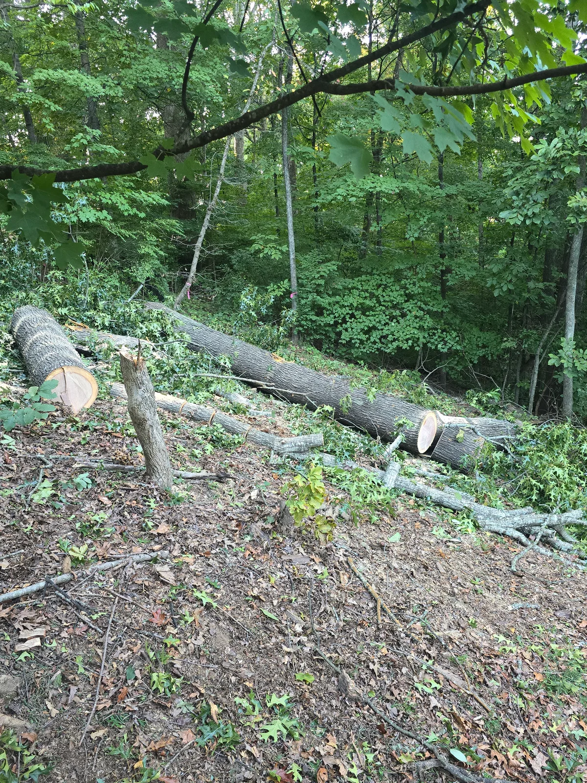 Red Oak Logs for sale in TN