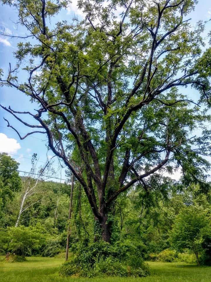Black Walnut Standing tree Logs for sale in VA
