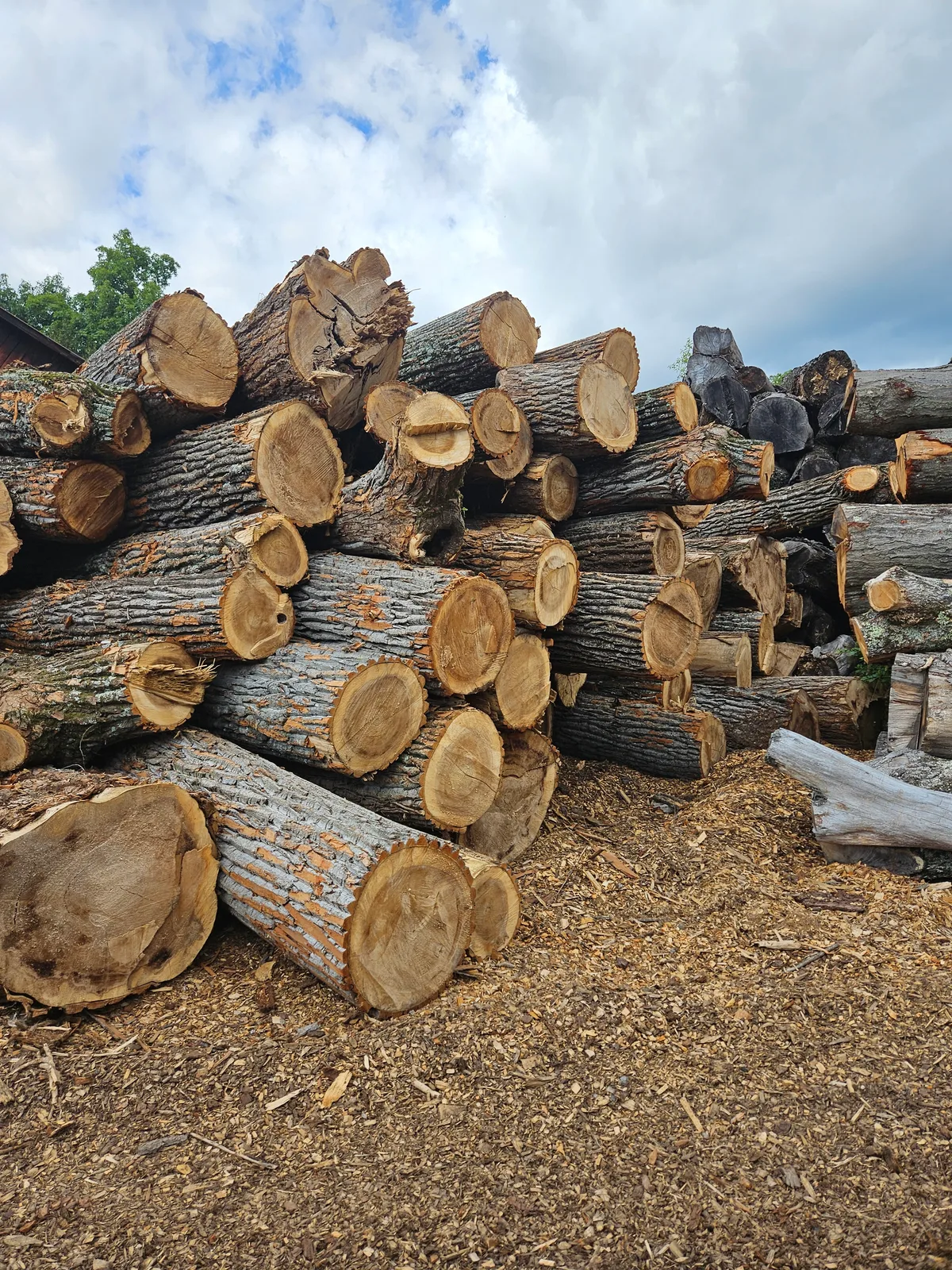 Poplar Mixed Logs for sale in NY
