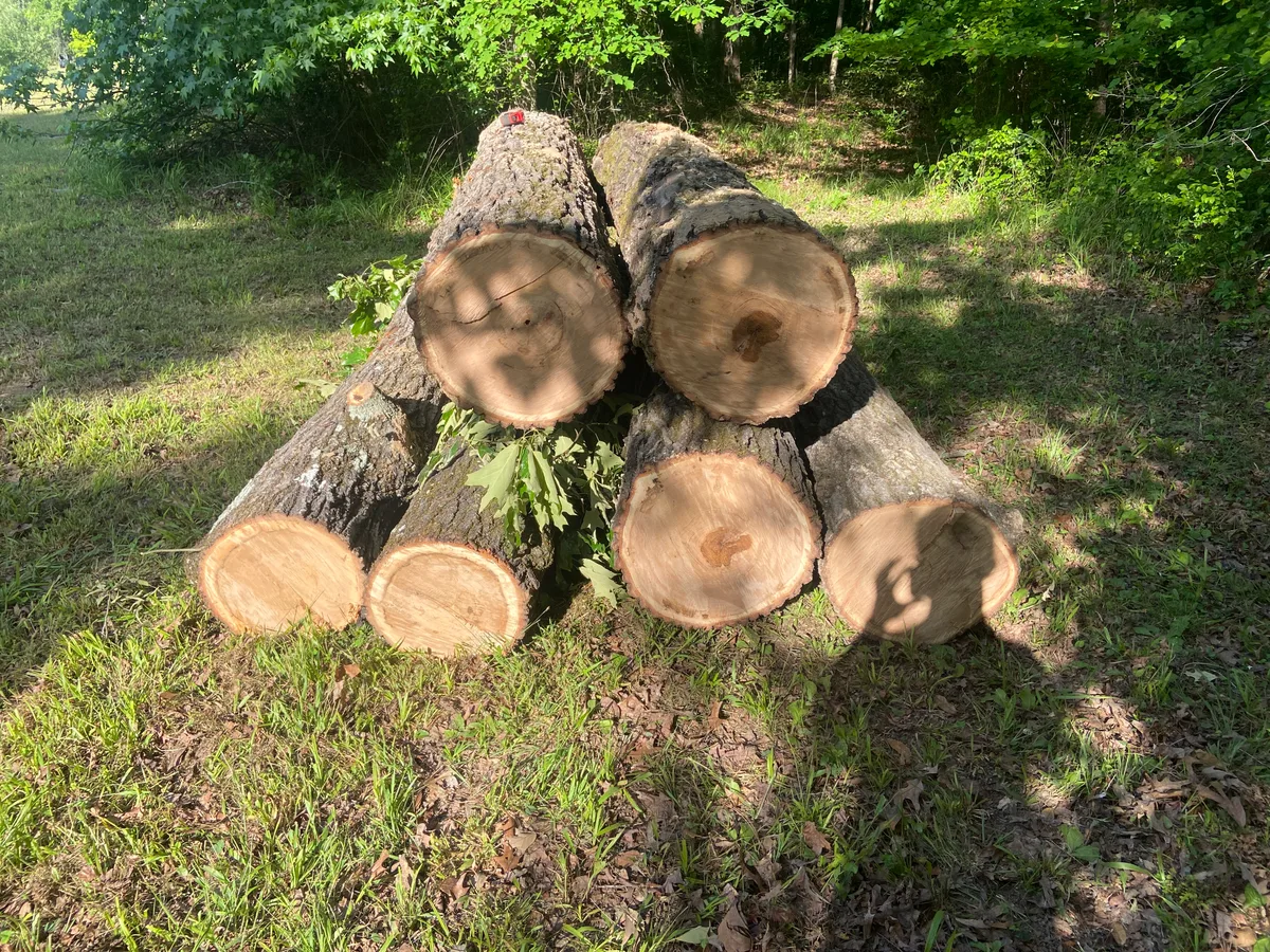 Red Oak Logs for sale in AR
