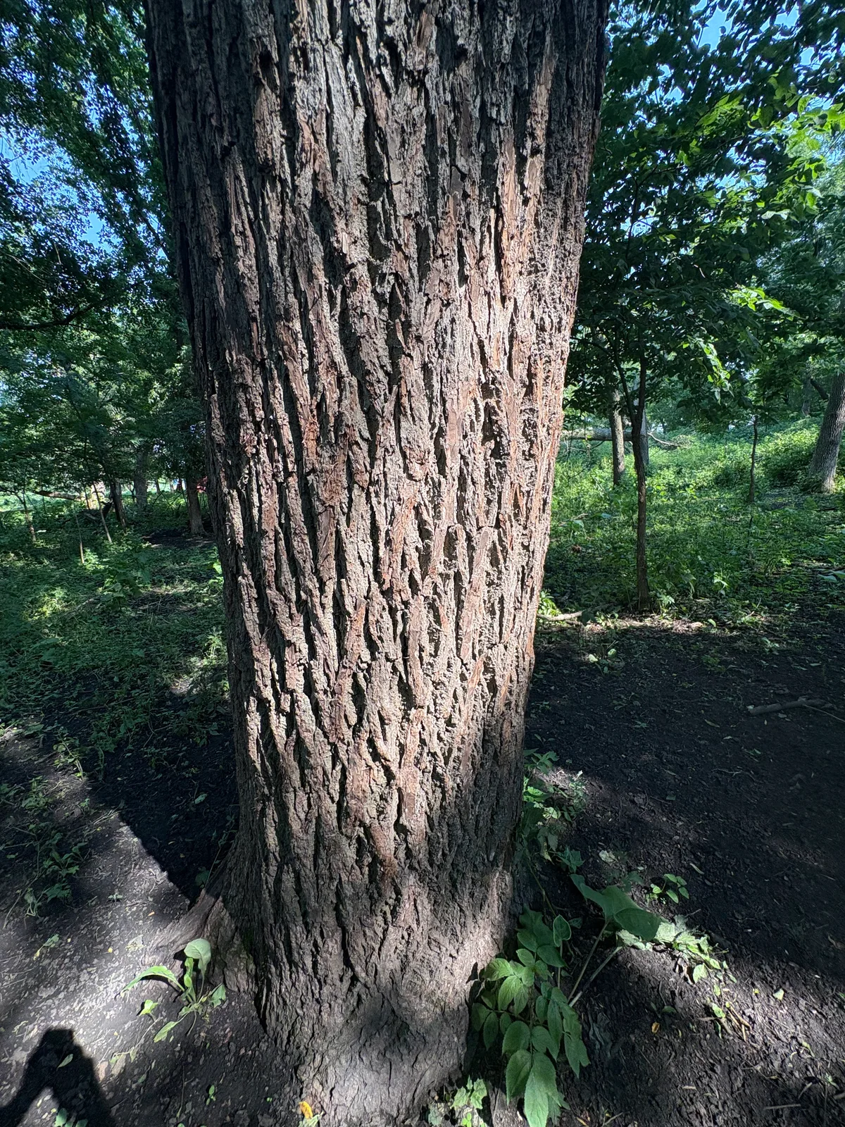 Walnut Prime Logs for sale in MN