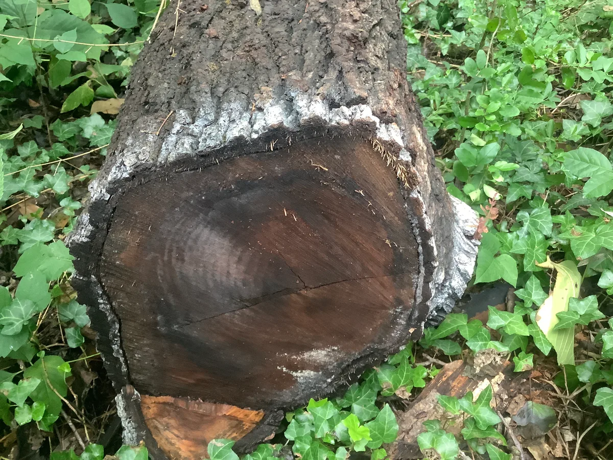 Walnut