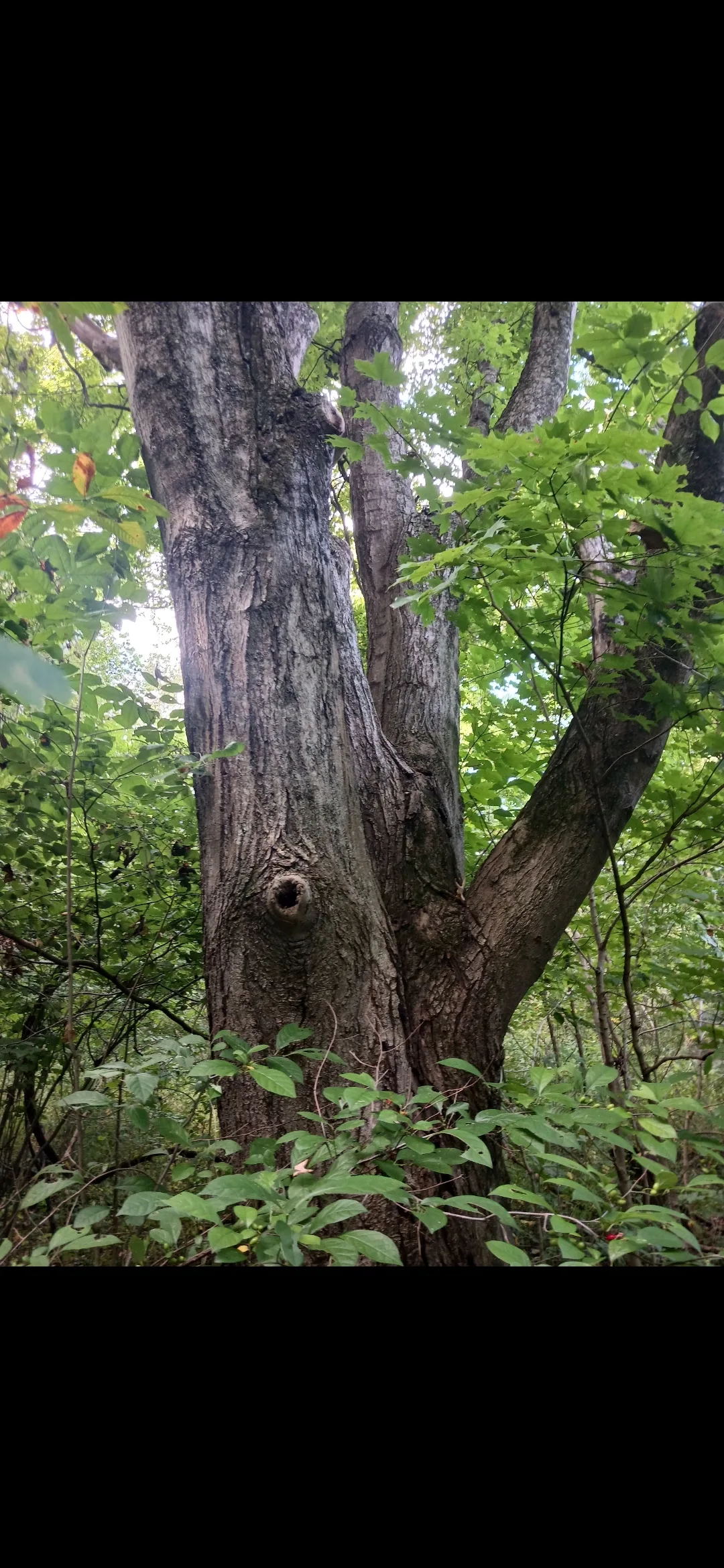 Maple Logs for sale in OH