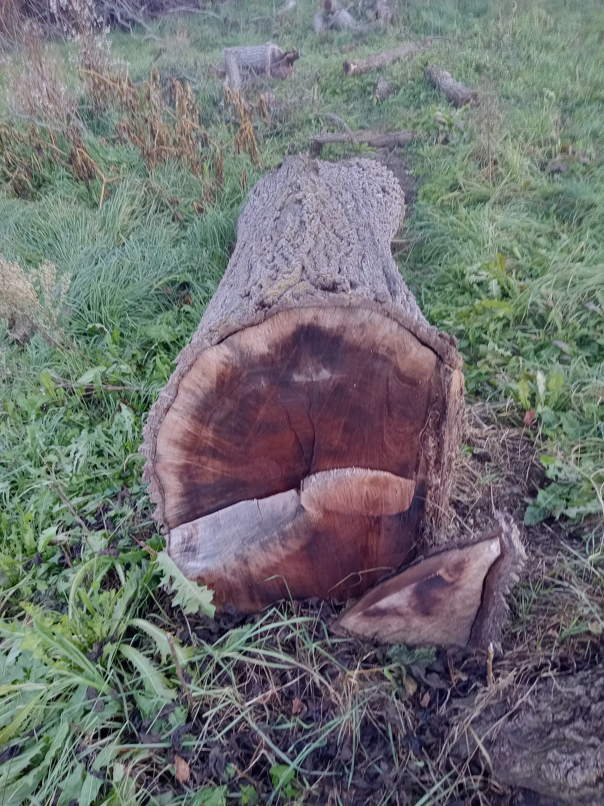 Black Walnut