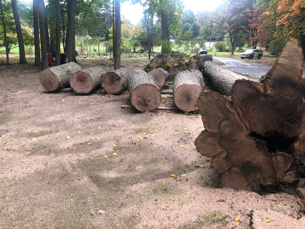 Red Oak