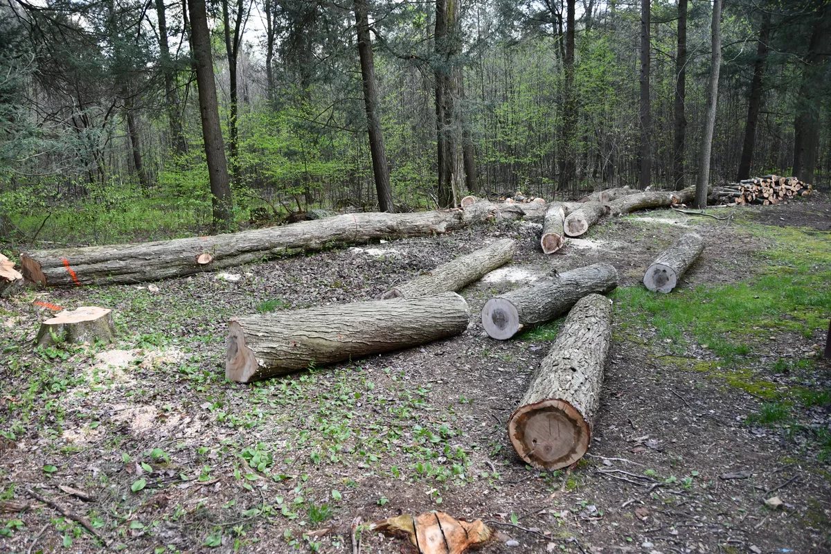 Maple Logs for sale in Pennsylvania