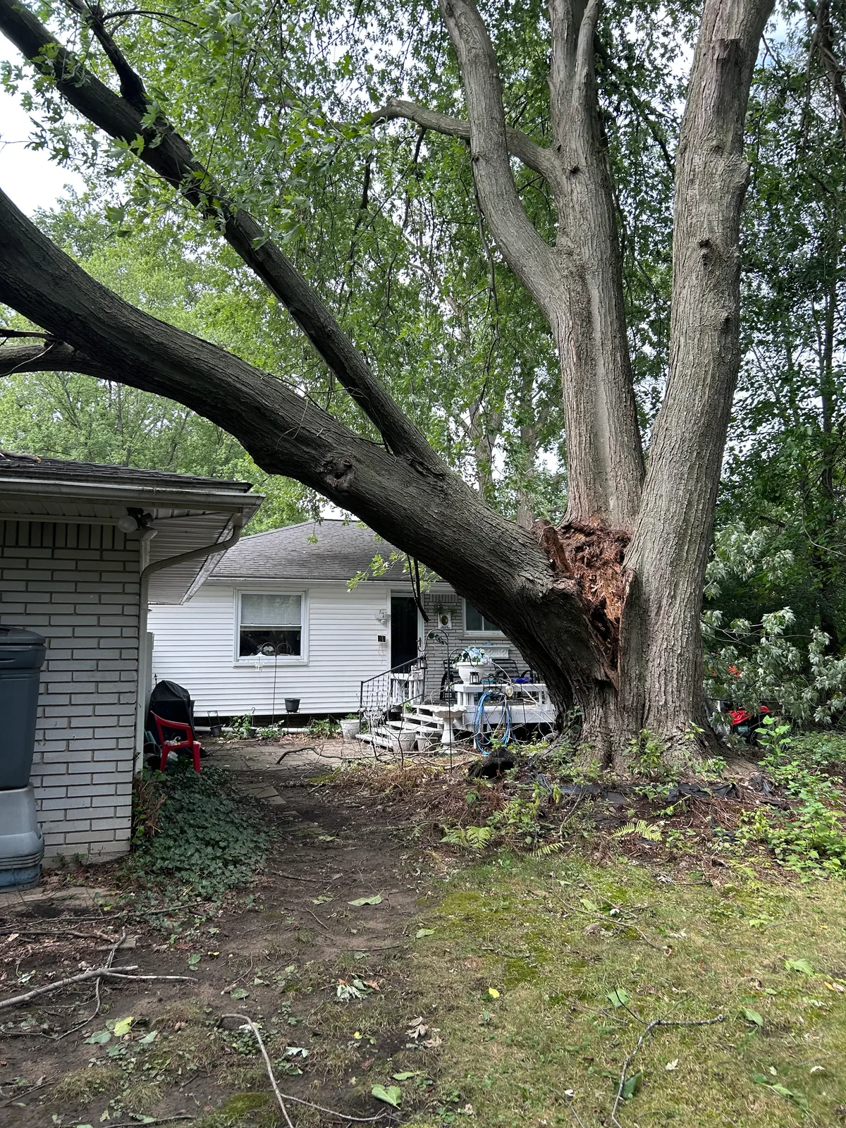 Maple Logs for sale in MI