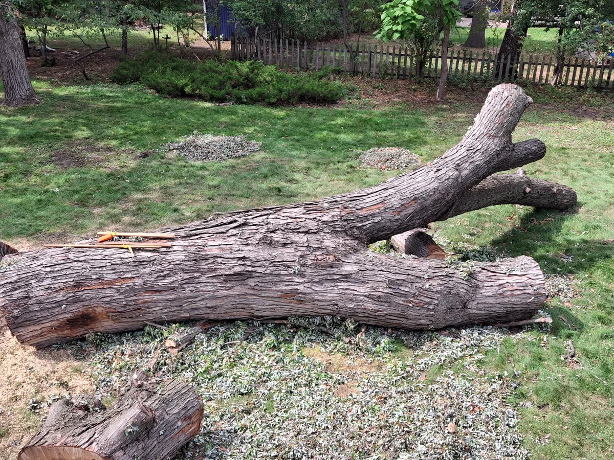 Maple Logs for sale in MN