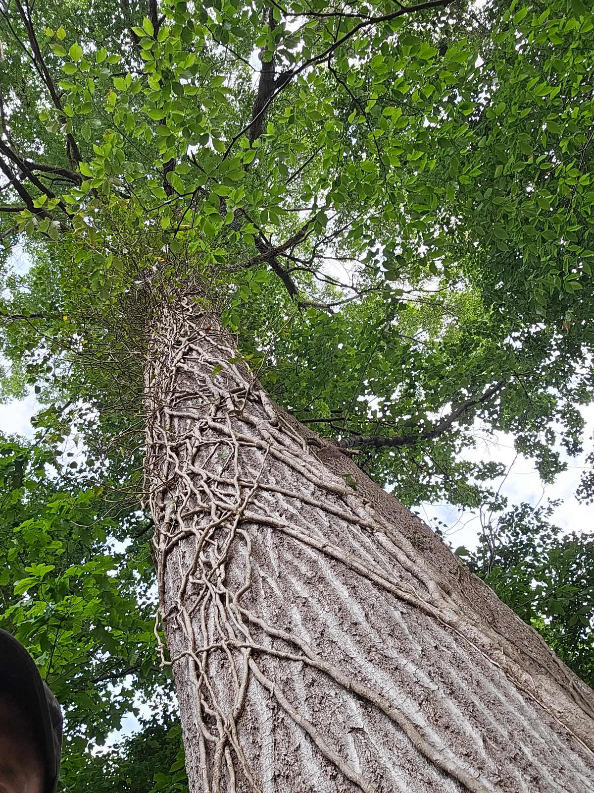 White Oak