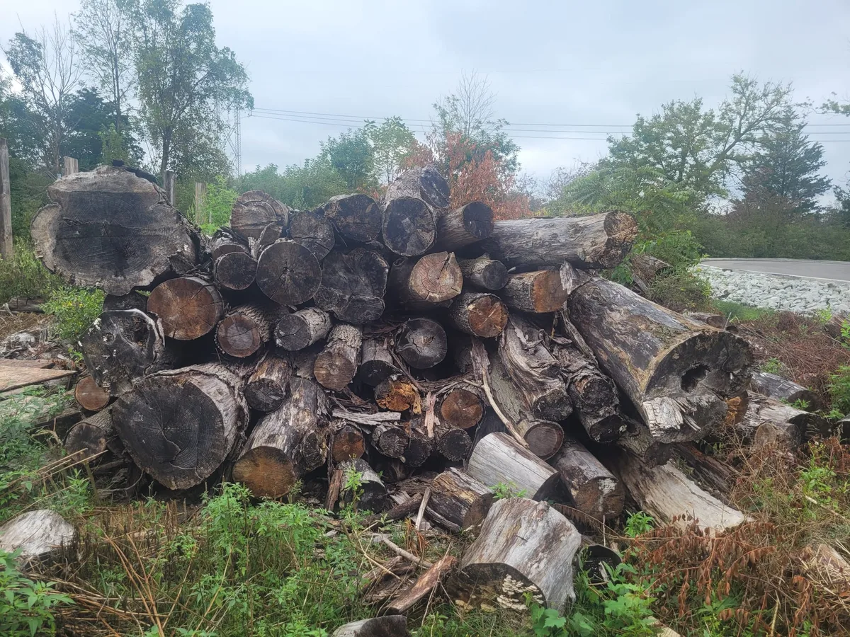 timber listing