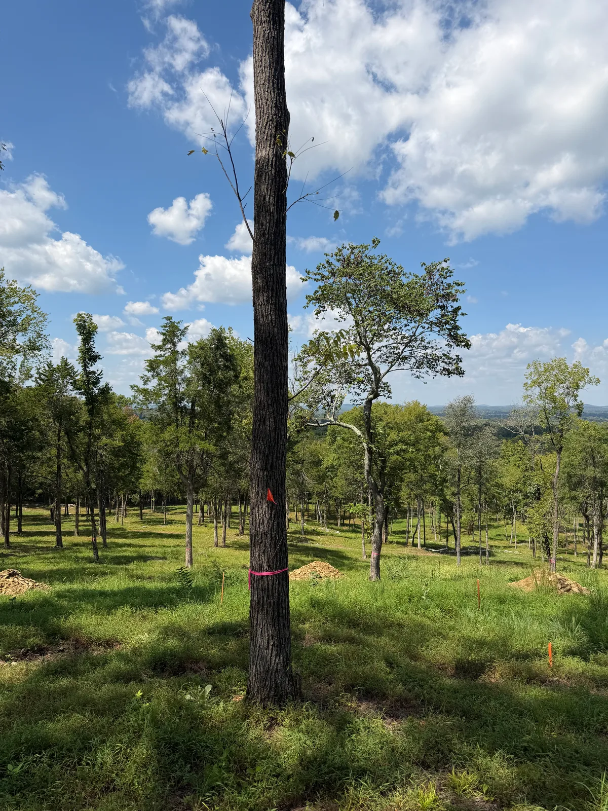 Black Walnut Logs for sale in TN