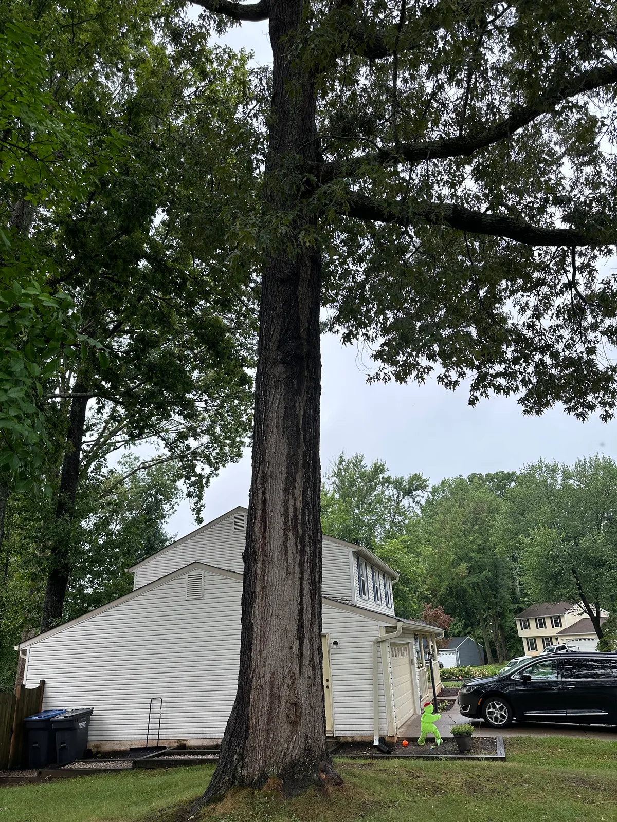 Red Oak