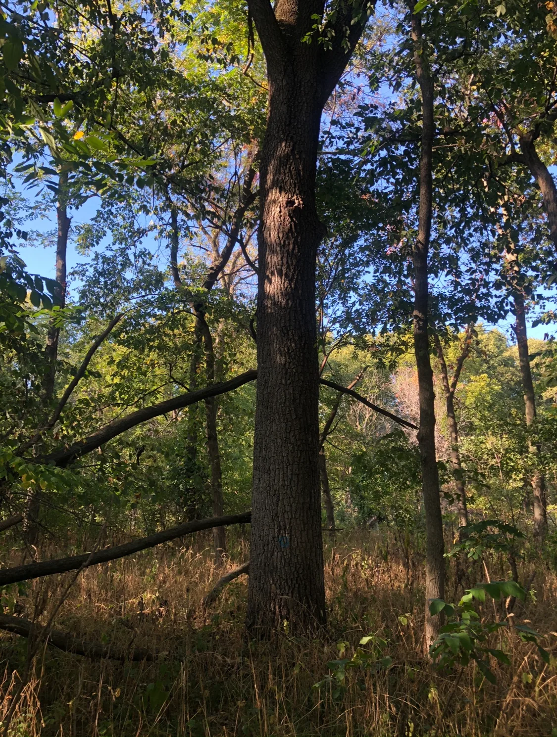 Walnut Mixed Logs for sale in IL