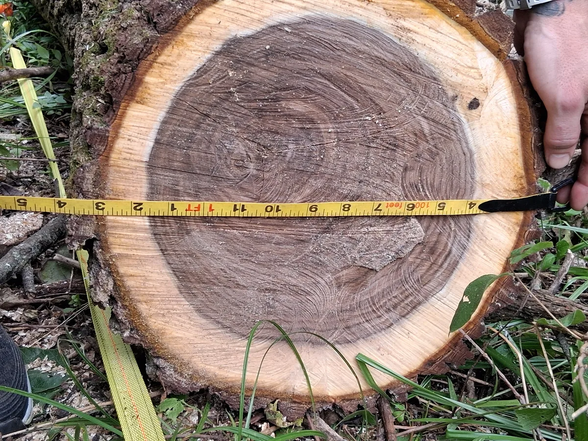 Walnut Logs for sale in OH