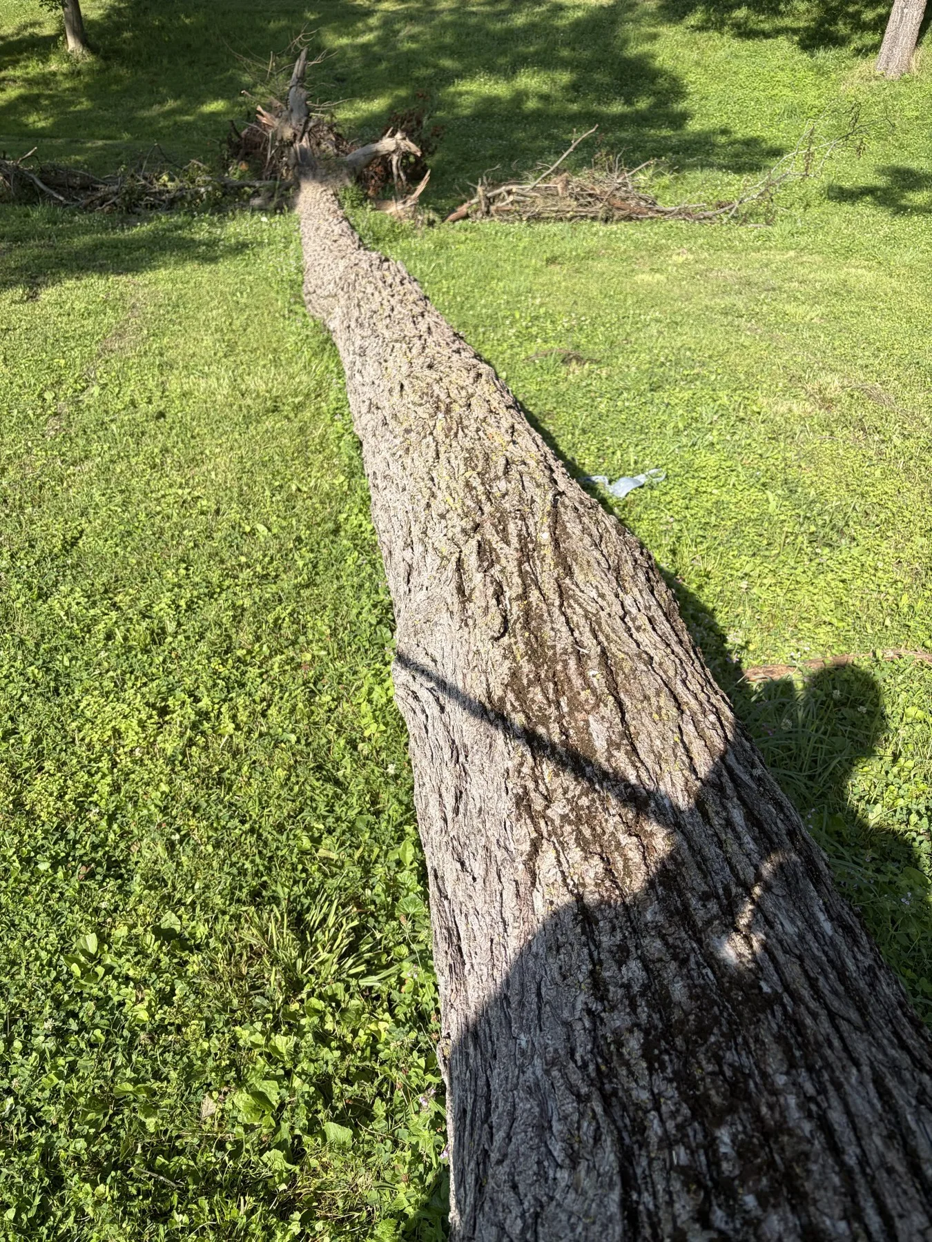 Black Walnut Logs for sale in PA