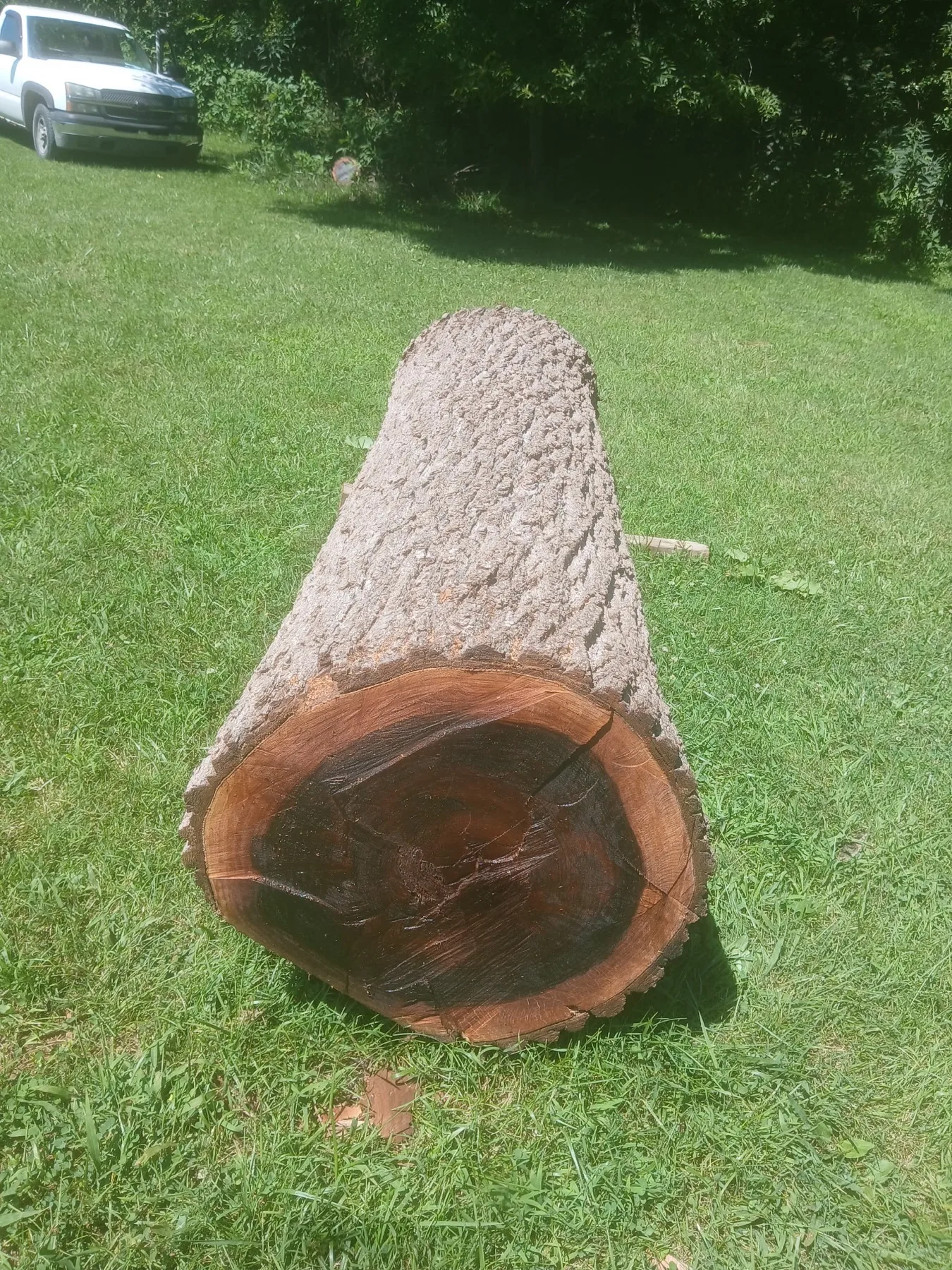 Black Walnut