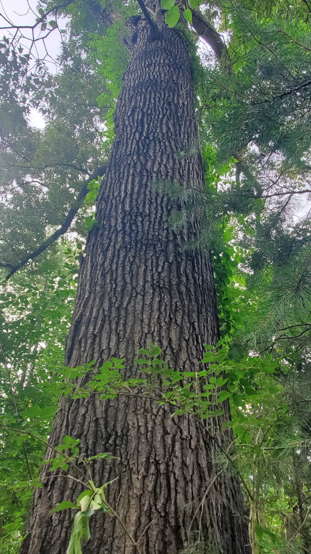 Mixed Hardwood Mixed — uncut, possible veneer Logs for sale in TN