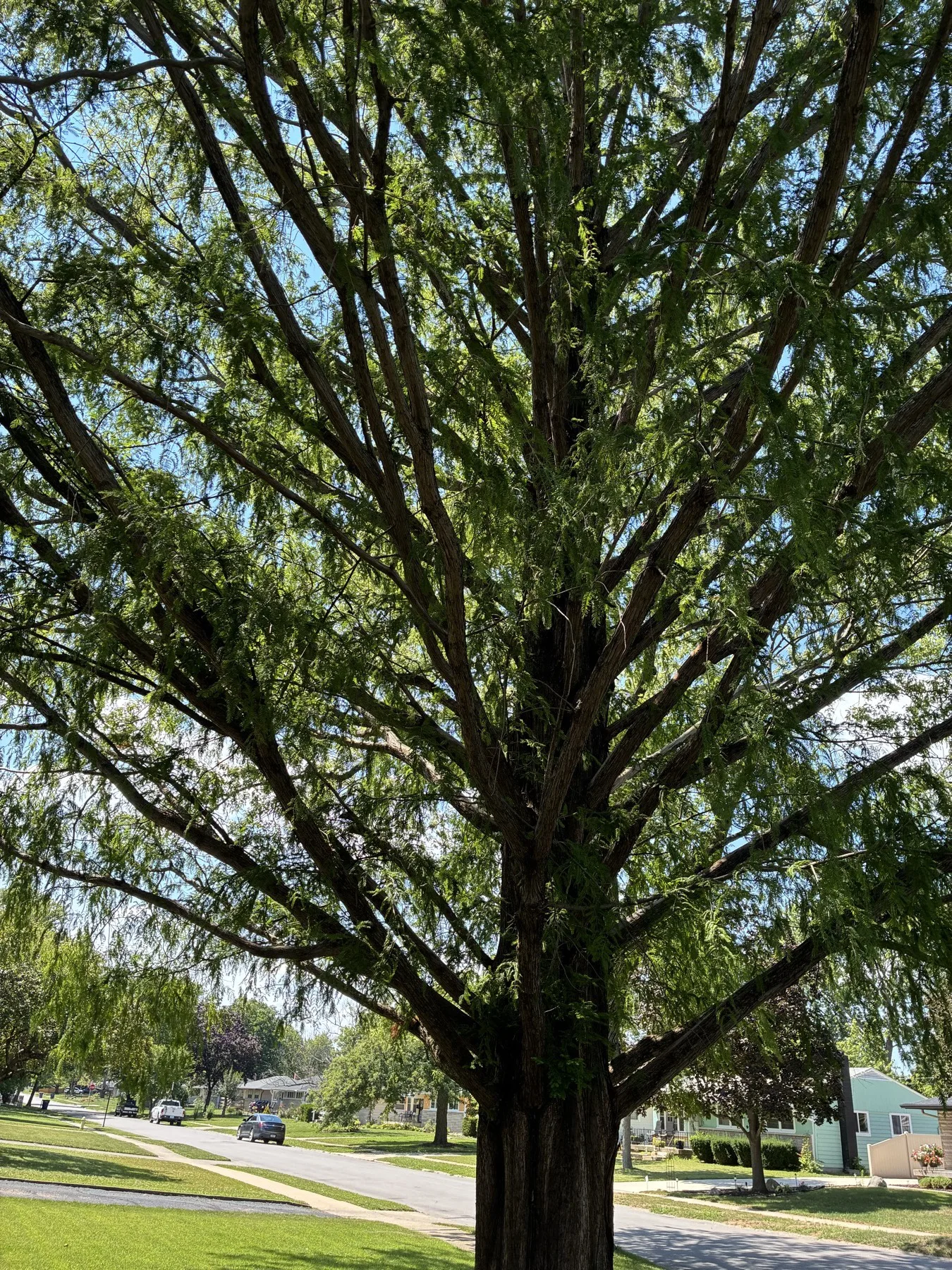 Dawn Redwood Logs for sale in IN