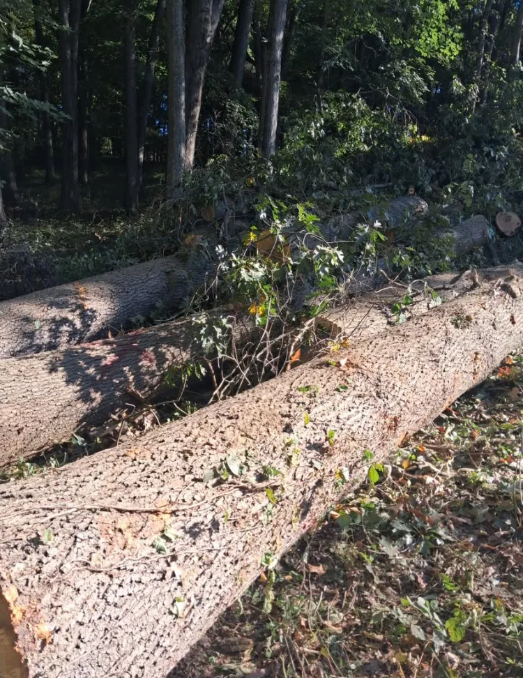 White Oak Logs for sale in OH
