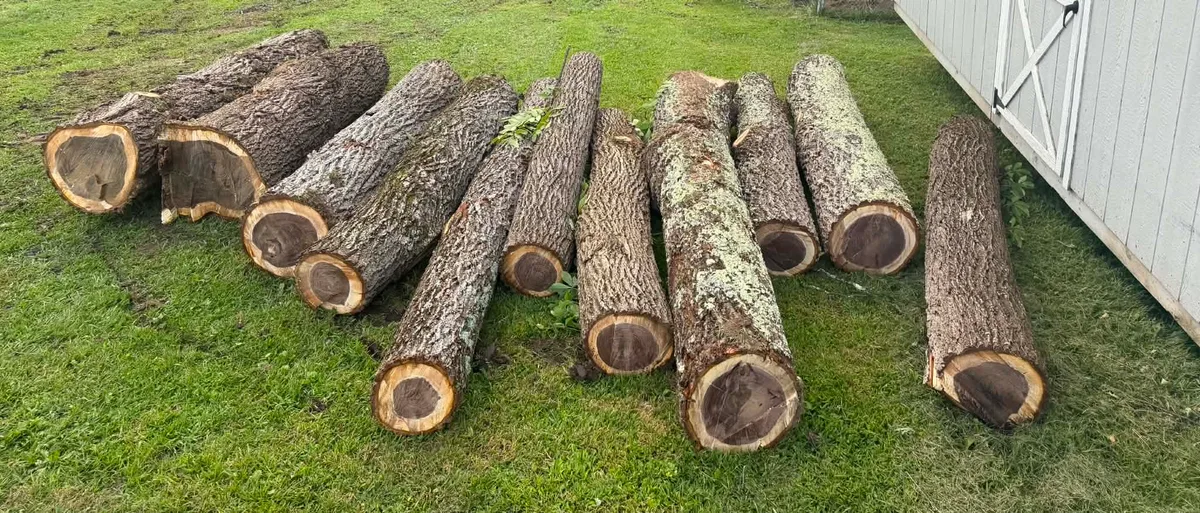 Walnut