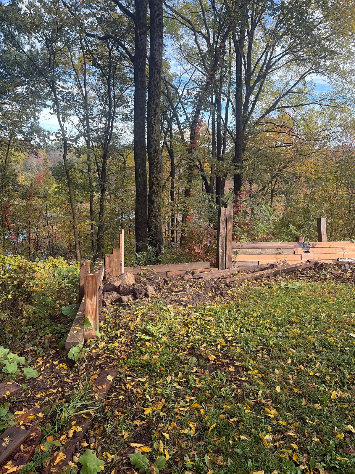 Black Walnut