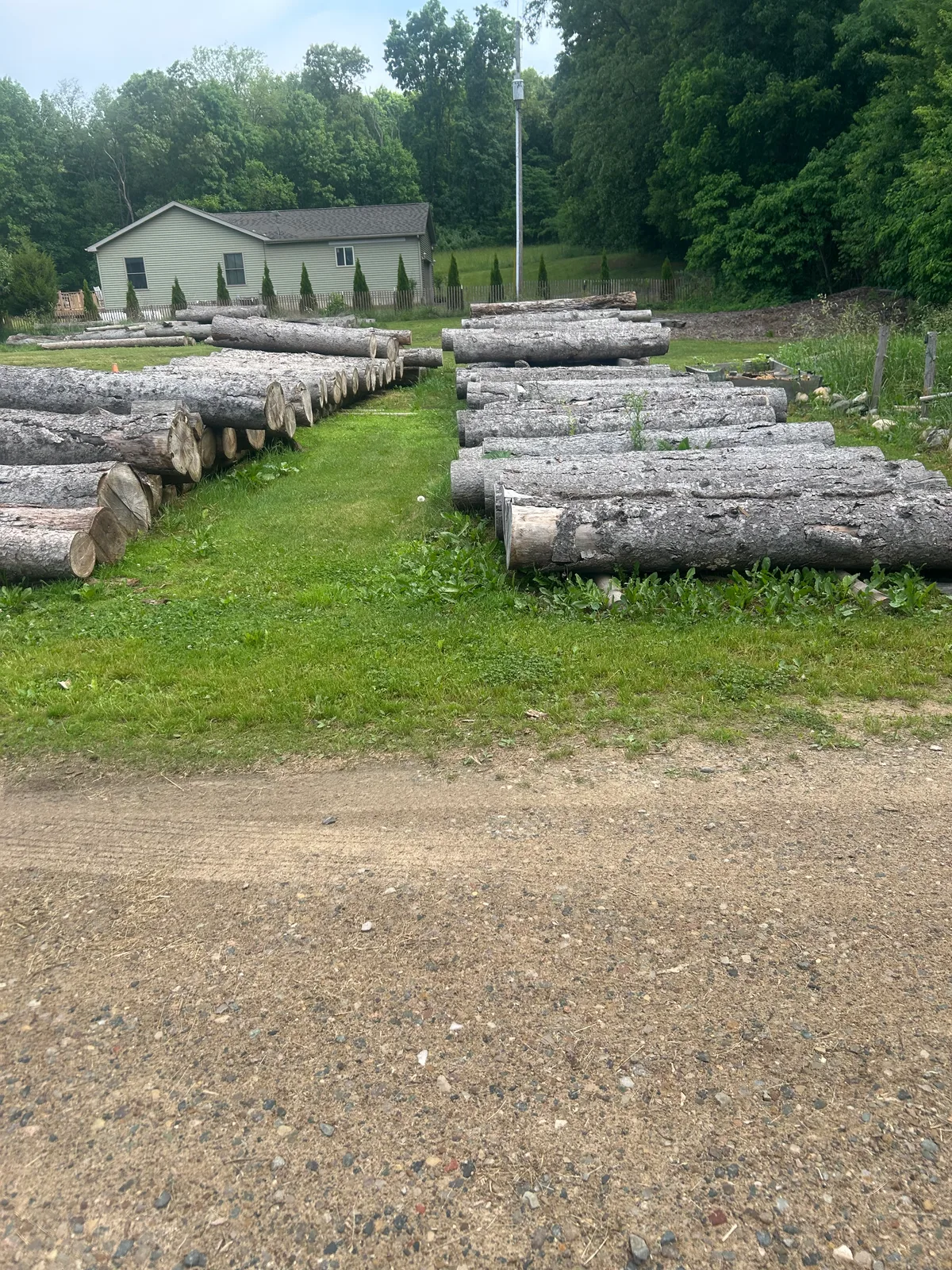 Pine