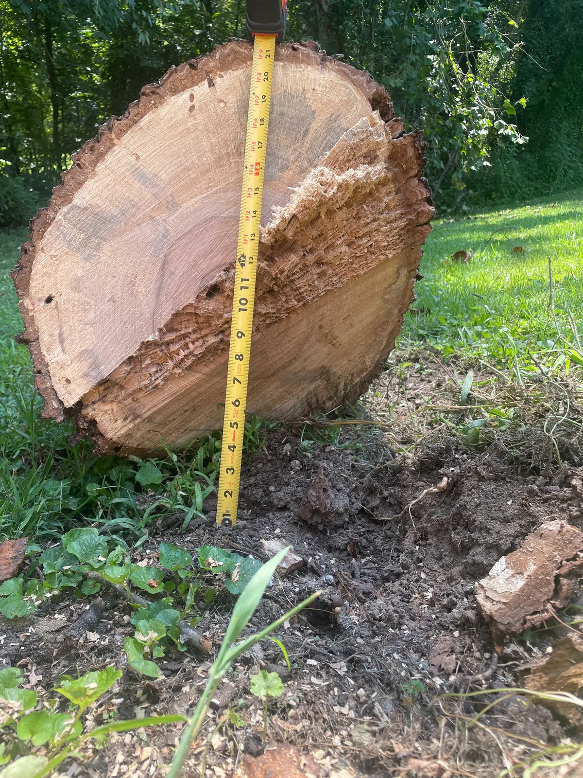 Walnut
