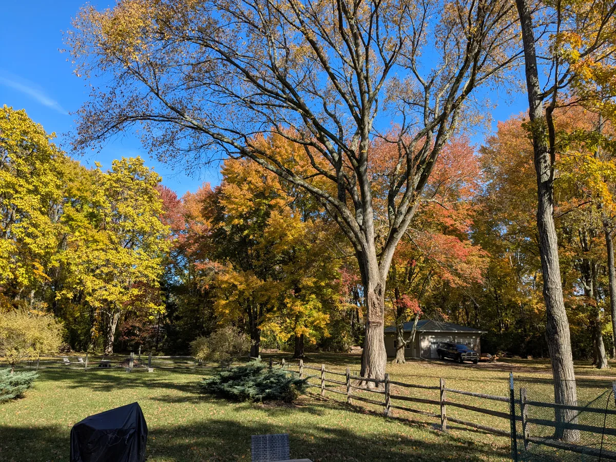 American Elm Logs for sale in OH