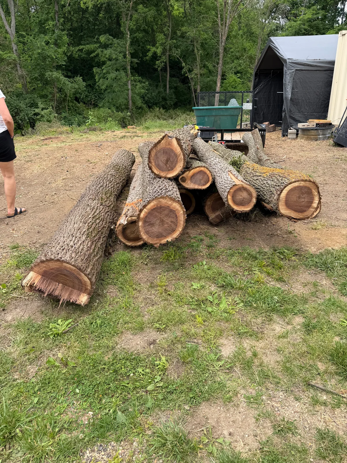 Black Walnut Prime Logs for sale in IL