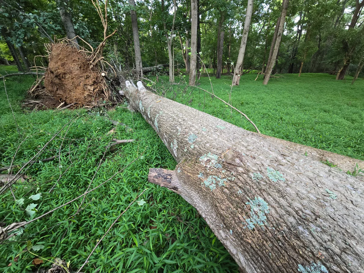 Poplar Logs for sale in VA