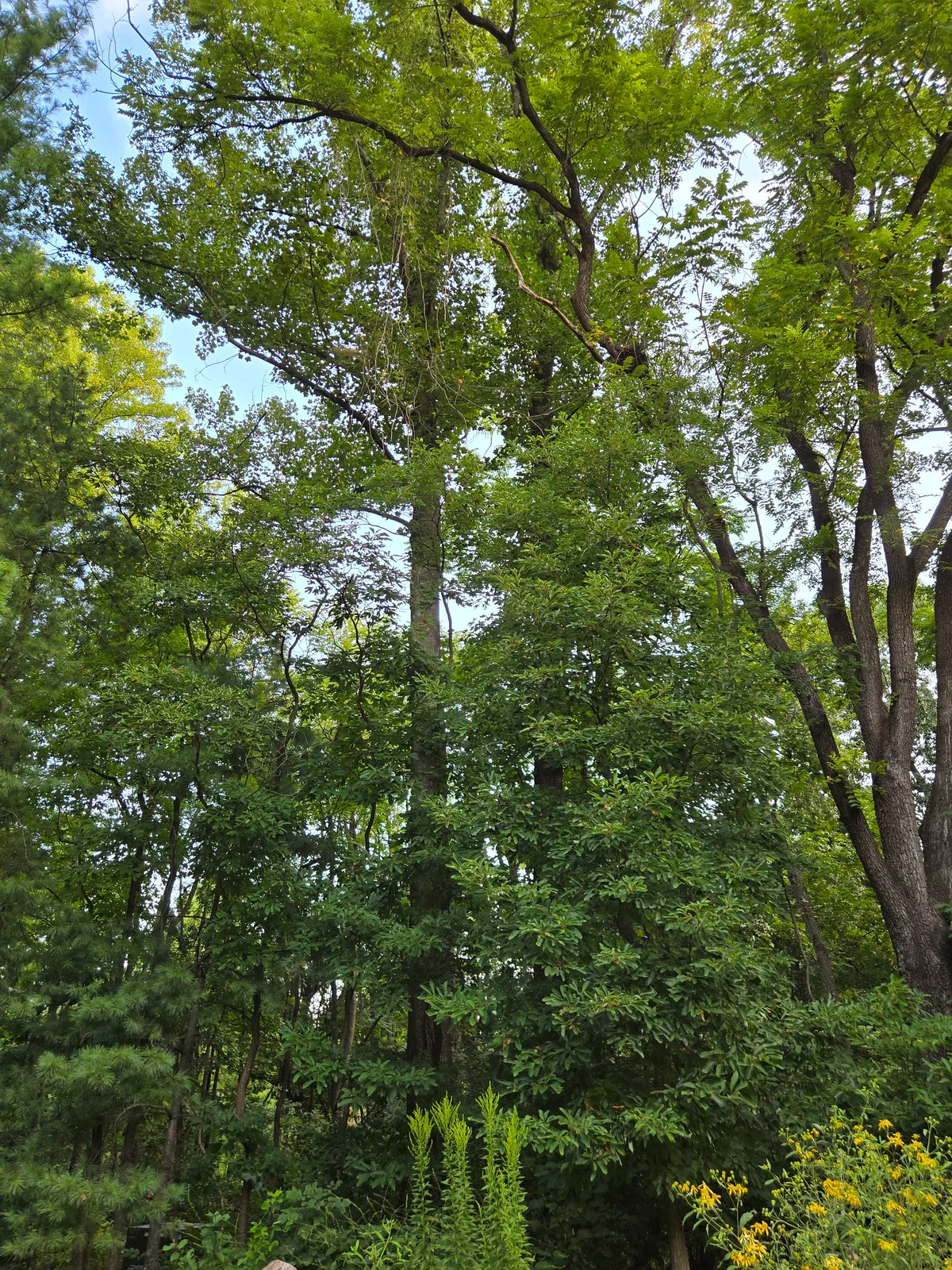 Tulip Poplar