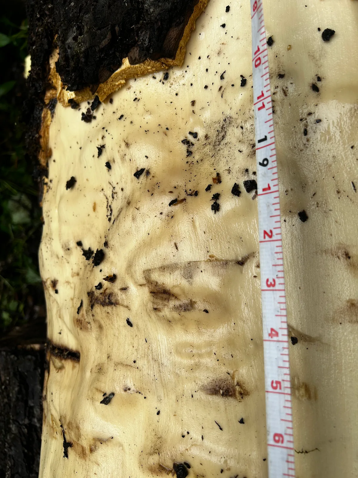 Walnut Logs for sale in VA
